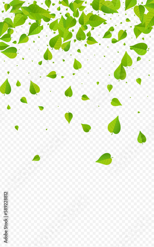 Forest Leaves Realistic Vector Transparent