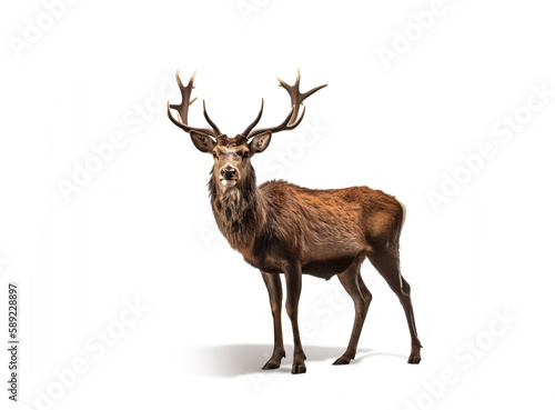 Red deer stag in front of a white background,  Created using generative AI tools.