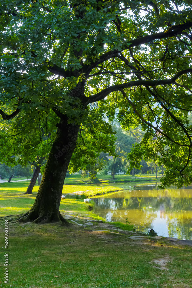 pond in the park. trees on the grassy shore