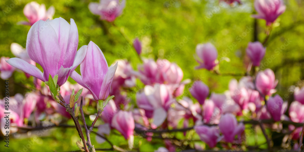 branches of magnolia in full blossom. warm april weather branches of magnolia in full blossom. warm april weather