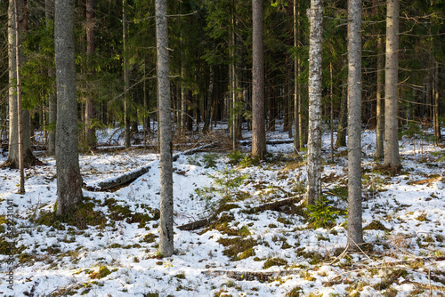Last snow on a forest floor during an early spring day in Estonia, Northern Europe