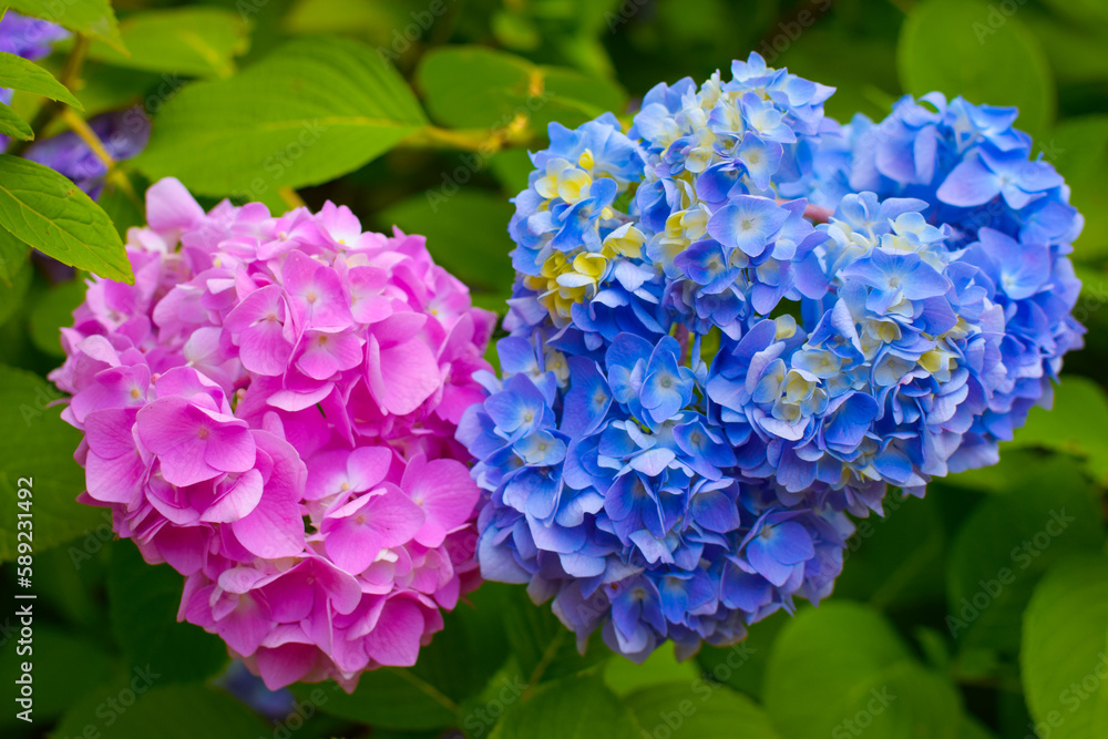 Hydrangea changeable large-leaved Garden French wild-growing bush. Variety of paniculate and tree-like hydrangea. Blue and pink flowers Hydrangea changeable large-leaved Garden French wild-growing bush. Variety of paniculate and tree-like hydrangea. Blue and pink flowers