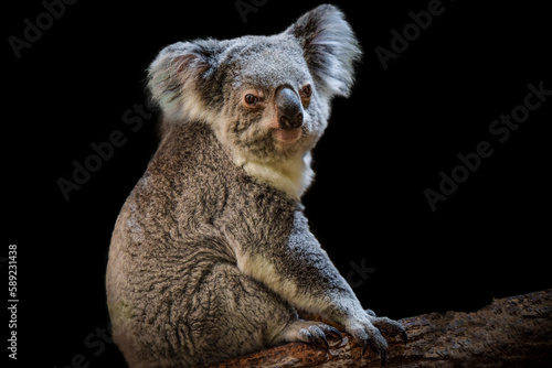 photography of a beautiful koala cropped