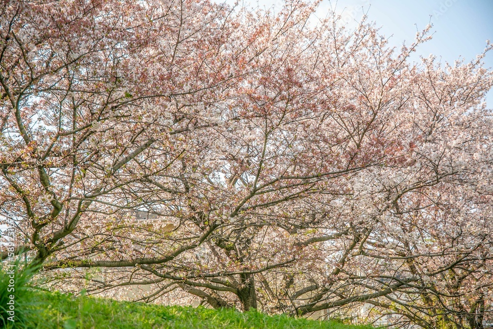 桜