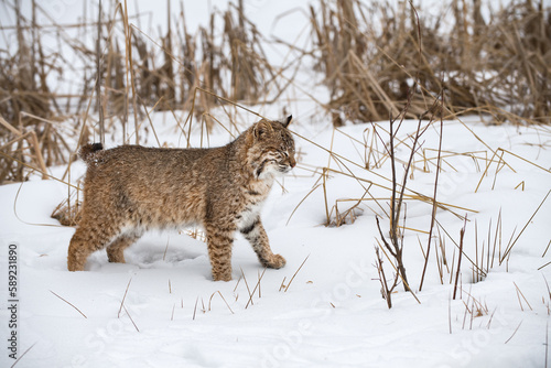 Bobcat  Lynx rufus  Stands in Weeds Eyes Closed Tight Winter