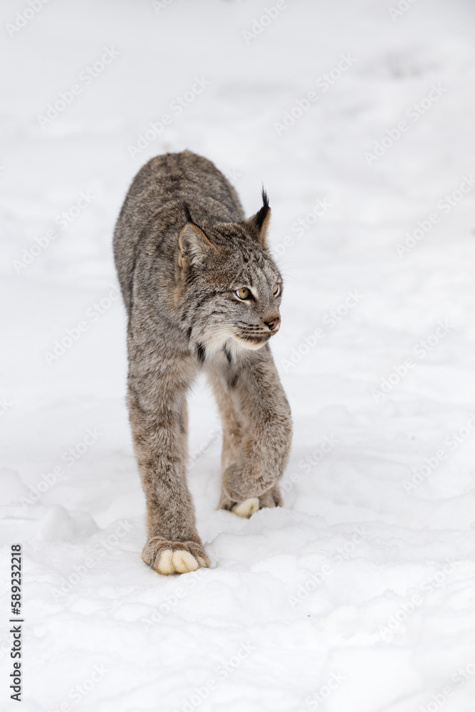 Canadian Lynx (Lynx canadensis) Steps Forward Looking Right Winter