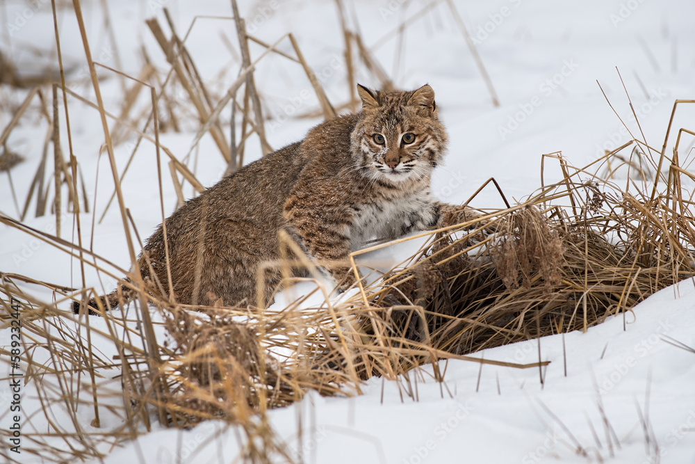 Bobcat (Lynx rufus) Looks Out While Stepping Right Amongst Weeds Winter