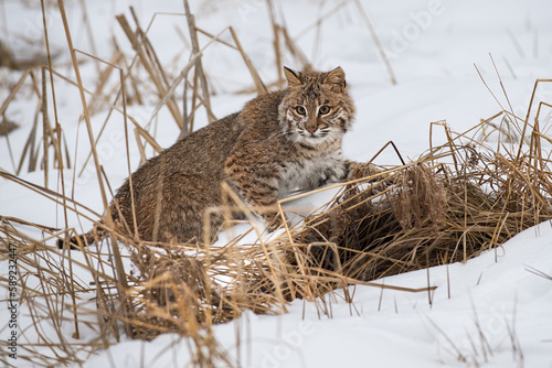 Obraz na płótnie Bobcat (Lynx rufus) Looks Out While Stepping Right Amongst Weeds Winter w salonie