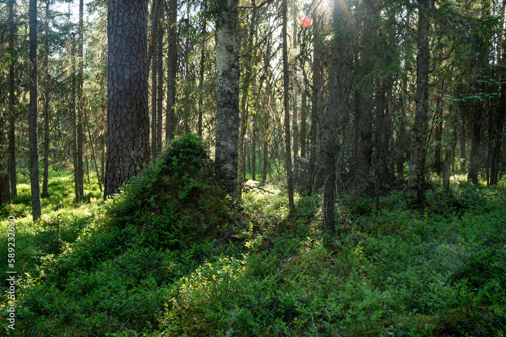 An old-growth summery taiga forest with a large anthill covered with plants in Närängänvaara near Kuusamo, Northern Finland An old-growth summery taiga forest with a large anthill covered with plants in Närängänvaara near Kuusamo, Northern Finland