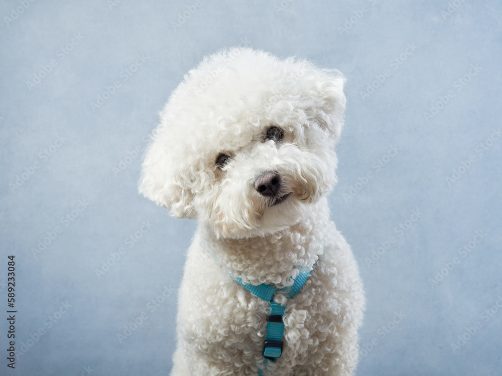 white poodle on a blue background. curly dog in photo studio. Maltese, poodle, maltipoo white poodle on a blue background. curly dog in photo studio. Maltese, poodle, maltipoo