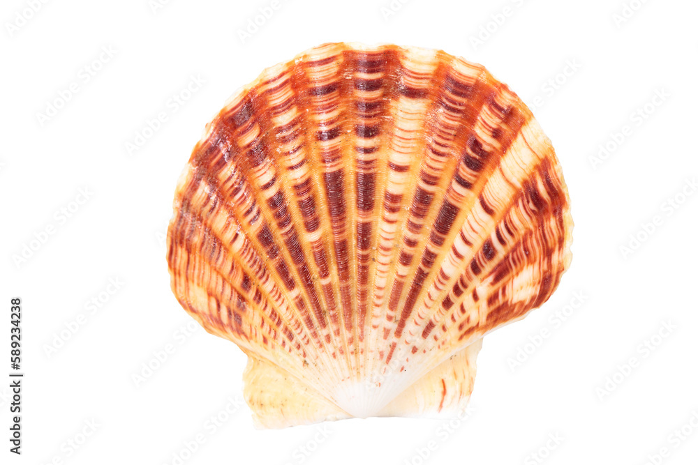 isolated shell of mussel over transparent background isolated shell of mussel over transparent background