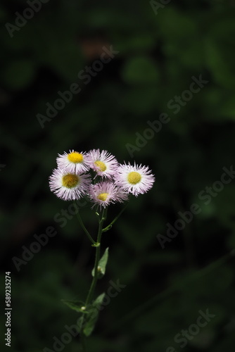 ハルジオン, Philadelphia fleabane © kenta0807