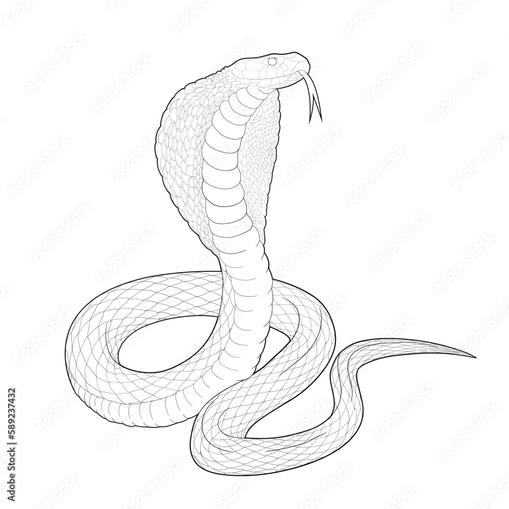 Fototapeta premium Vector sketch of a snake. Line art of a cobra. Illustration of a snake for a tattoo, logo.