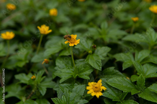 yellow flower in the garden