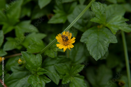 yellow flower in the garden