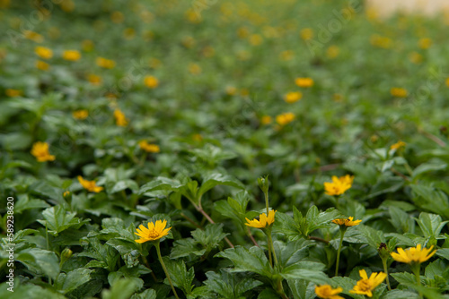 yellow flowers in the garden