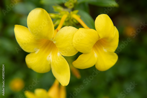 yellow flowers