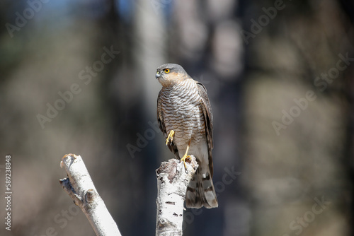 uccello di razza sparviere sopra un tronco