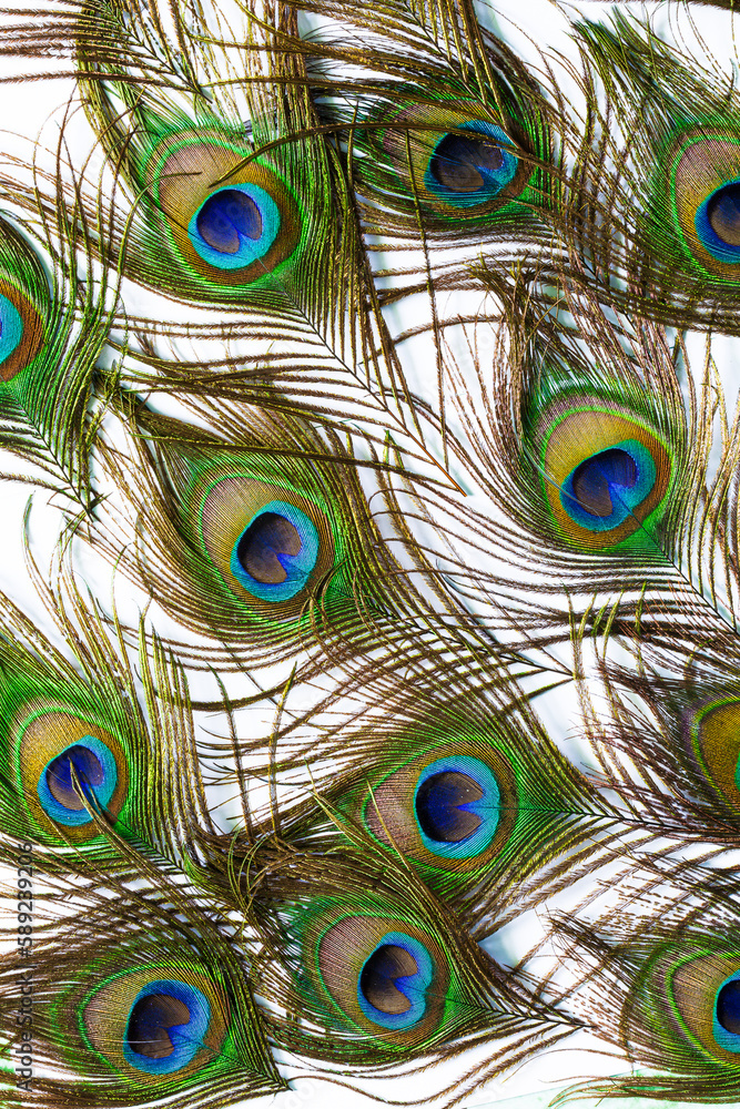 Obraz premium Macro peacock feathers on white background,Peacock feathers on a white background,Macro colorful peacock feathers on white background,Set of dividual bright peacock feathers on the white background