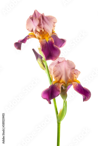 Iris flower isolated. Close-up.