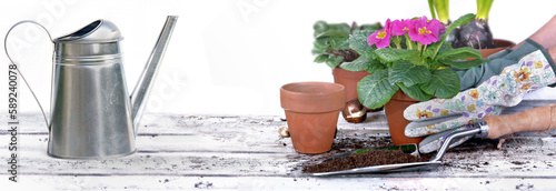 hand of gardener holding a flowerpot above a garden table with shoble full of...