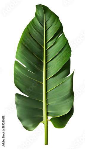 long green leaf on transparent background  banana leaf on isolated white background  traveler palm leaf