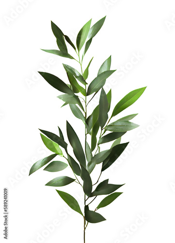 green leaves on transparent background  Olive  Branch on isolated white background 