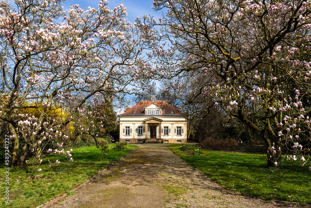 Villa Rauch und Magnolienblüte in Heilbronn Villa Rauch und Magnolienblüte in Heilbronn