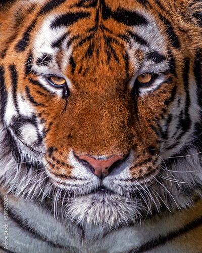 Tight close up of an amur tiger making eye contact