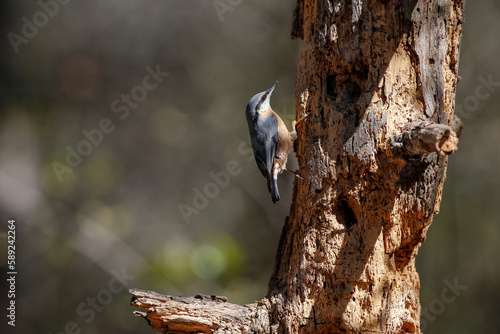 il picchio muratore photo