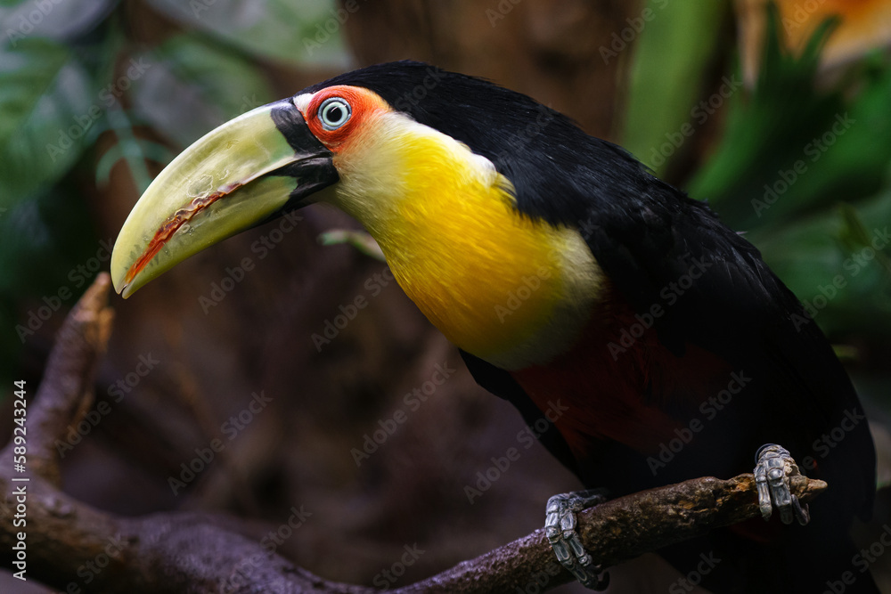 Green billed Toucan