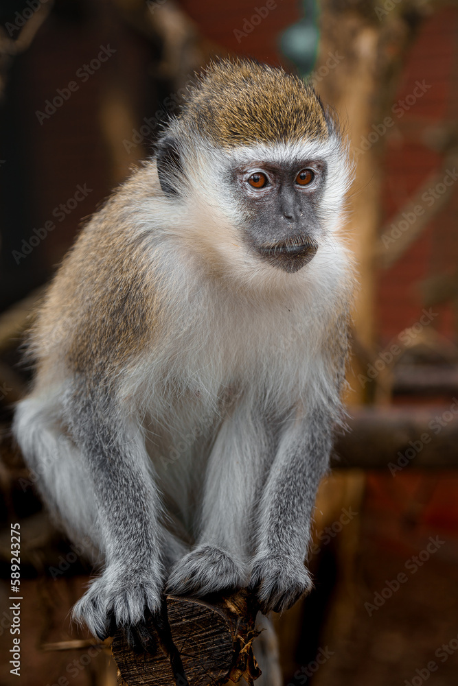 Obraz premium Green monkey