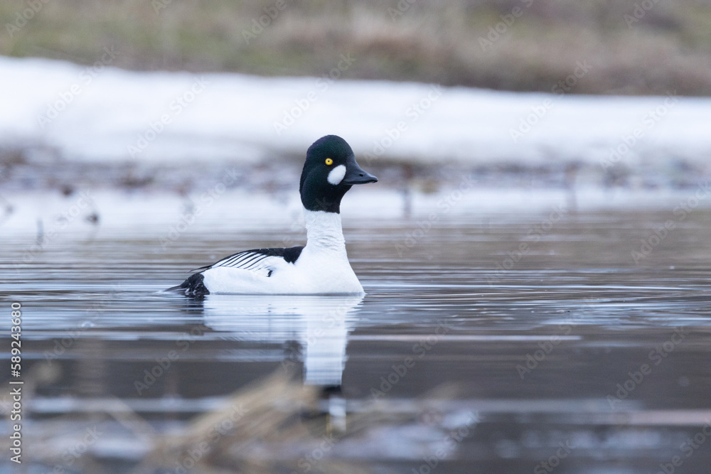 Fototapeta premium A male Common goldeneye duck swimming on an early spring evening with some snow in the background in Estonia, Northern Europe