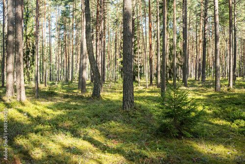 A sunny day in a moss-covered dry Pine forest with some dead wood lying on the ground in Northern Latvia  Europe 