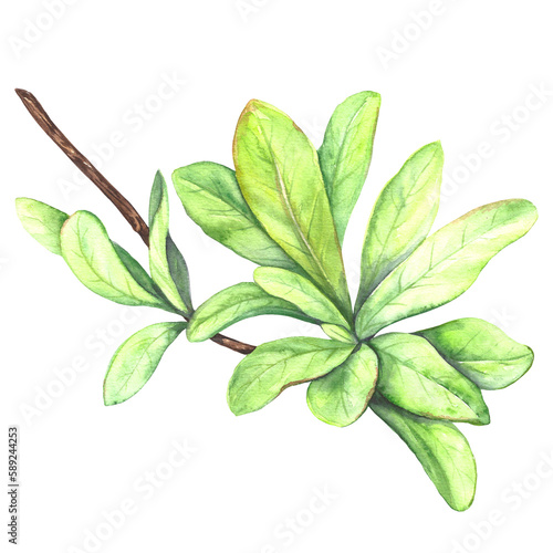 Watercolor illustration of a pomegranate branch with green moldings on an isolated transparent background