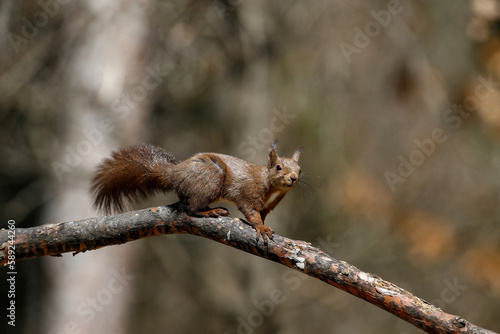 scoiattolo sopra un ramo