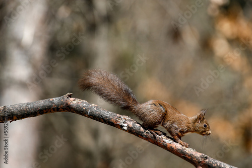 scoiattolo sopra un ramo