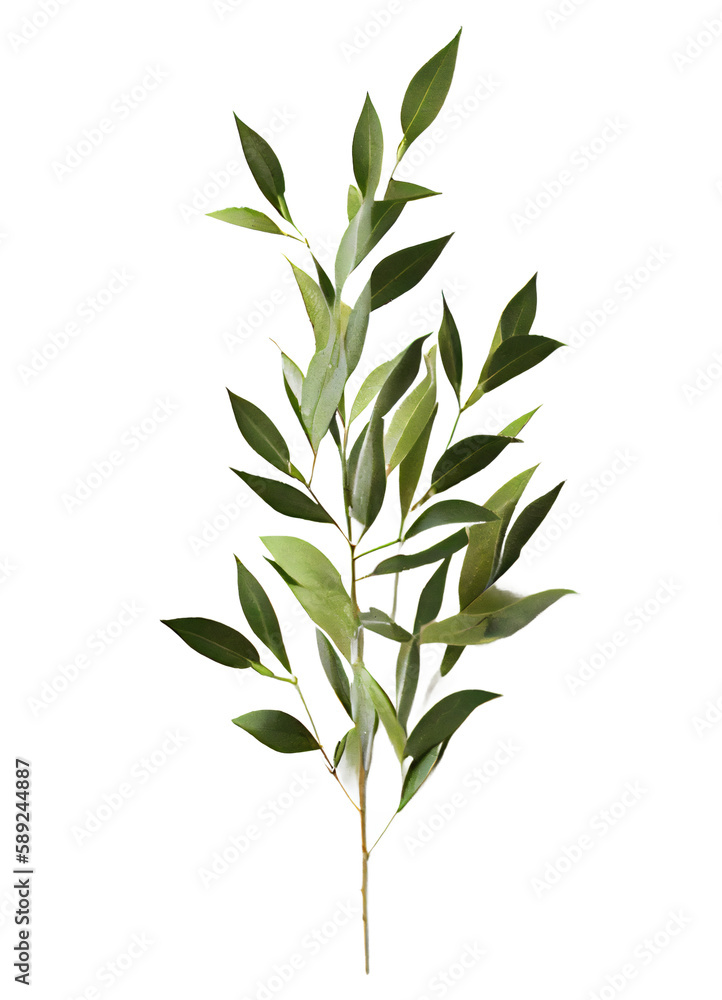 green leaves on transparent background, Italian Ruscus Branch on isolated white background