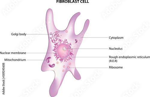 fibroblast photo