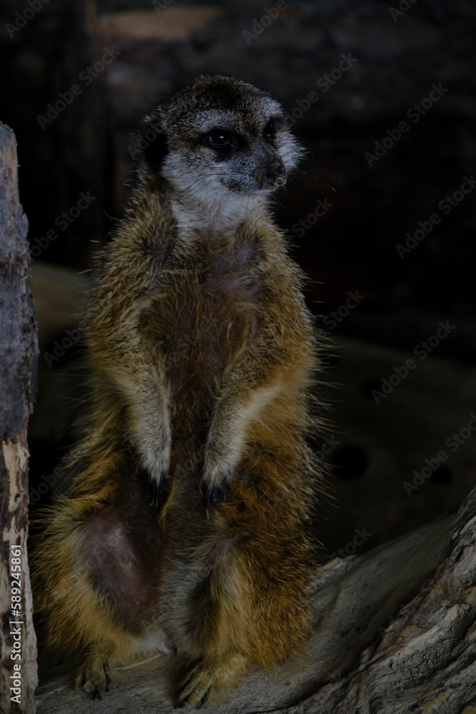 Fototapeta premium Meerkat sits on its hind legs and peers into distance.