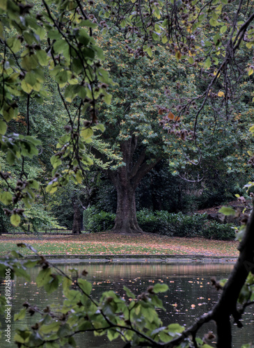 Autumn morning in Dublin's St Stephen's Green Park, Dublin. An enigmatic view of an ancient tree, a lake, and yellow and orange autumn leaves framed by branches that reach out into the still water