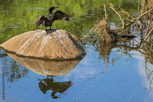 Biguá (Nannopterum brasilianum), conhecido como corvo marinho ou cormorão, com as asas abertas sobre uma pedra em um lago. photo