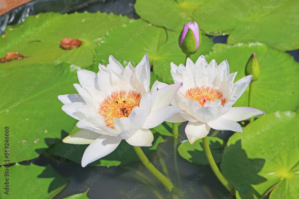 Pair of Gorgeous White Water Lily Blossoming in the Sunlight Pair of Gorgeous White Water Lily Blossoming in the Sunlight