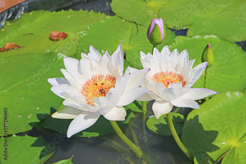 Pair of Gorgeous White Water Lily Blossoming in the Sunlight