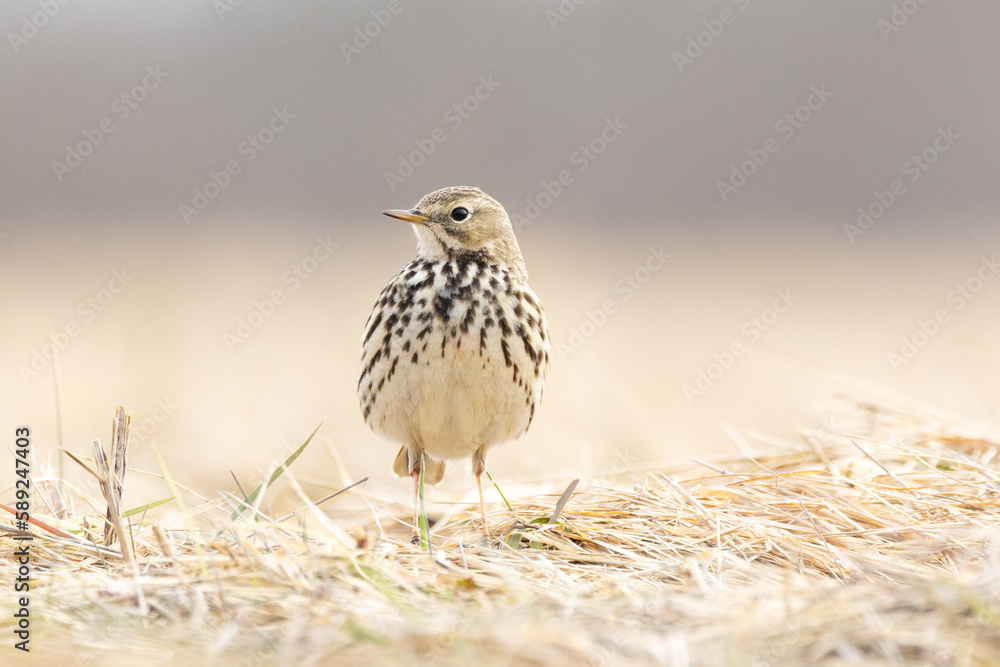 A closeup of a small passerine Meadow pipit standing on dry grass on a sunny early spring day in Estonia, Northern Europe A closeup of a small passerine Meadow pipit standing on dry grass on a sunny early spring day in Estonia, Northern Europe