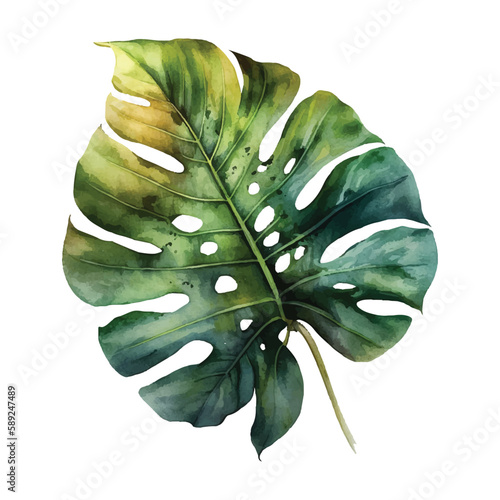  tropical monstera leaf illustration3