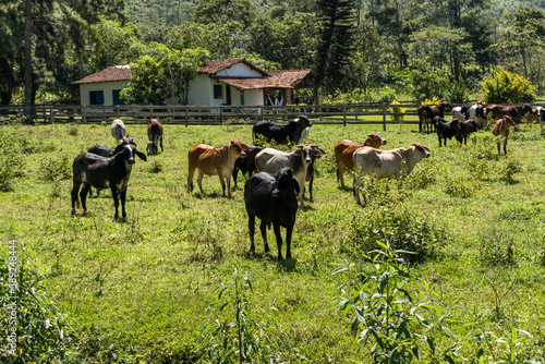 Cattle grazing in the pasture with mountains and nature in the background. Oxen, cows and calves together. Tremembé, mountainous region with a lot of bush in São Paulo. Sunny day