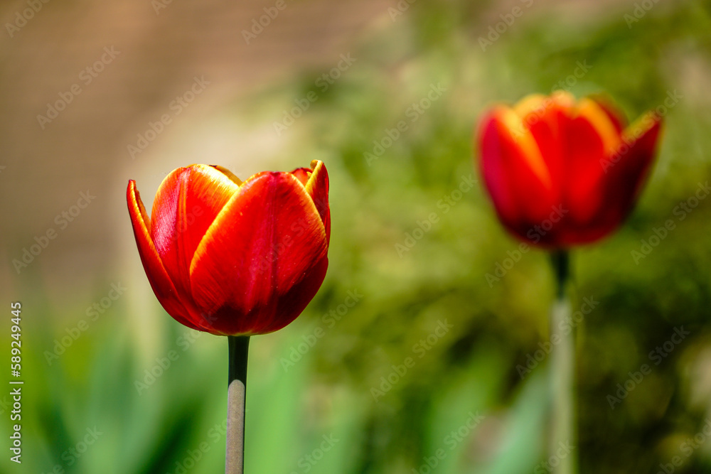Fototapeta premium tulipan , kwiaty, ogród, wieś, podwórko , wiosna, kwietnik, piwonia, drzewo, wierzba