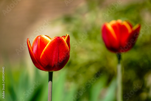 tulipan , kwiaty, ogród, wieś, podwórko , wiosna, kwietnik, piwonia, drzewo, wierzba