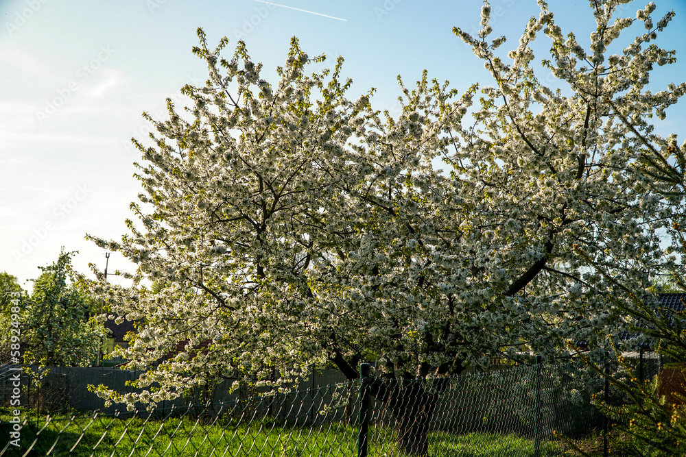 Fototapeta premium wiśnia, czereśnia , sad, migdałek , kwiat, wiosna, podwórko , wieś, ogród, tulipan , krzew , krzewy, kwiaty